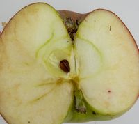 Herring Pippin æble